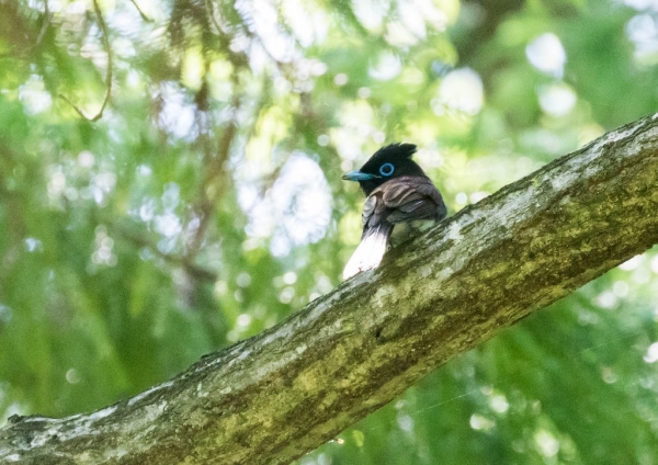 サンコウチョウ3