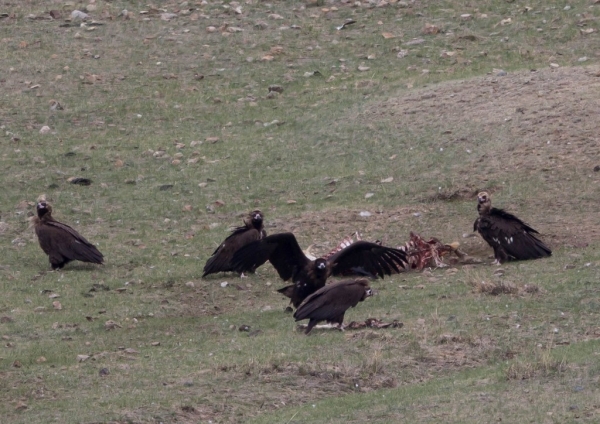 クロハゲワシ51