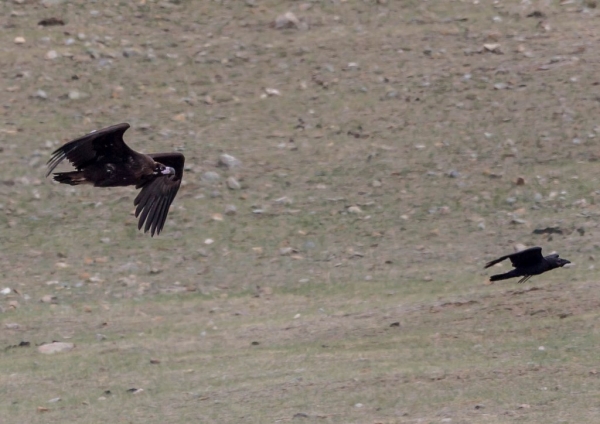 クロハゲワシ72