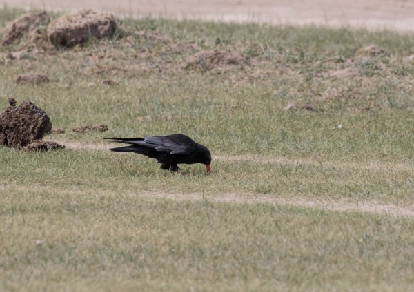 ベニハシガラス3