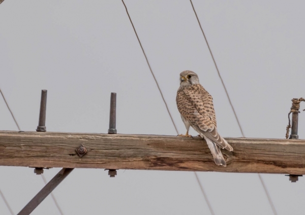 チョウセンチョウゲンボウ1