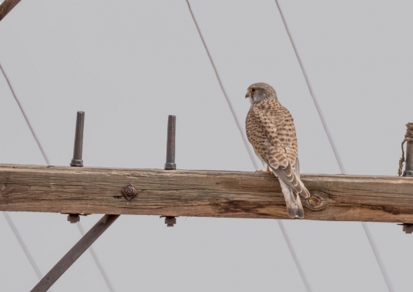 チョウセンチョウゲンボウ2