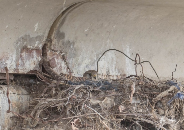 チョウセンチョウゲンボウ4