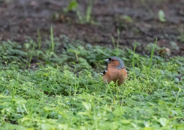 ズアオアトリ10