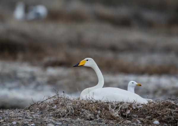 オオハクチョウ3