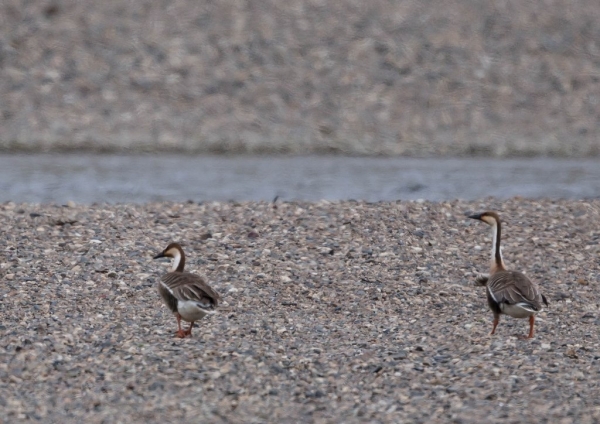 サカツラガン76 border=