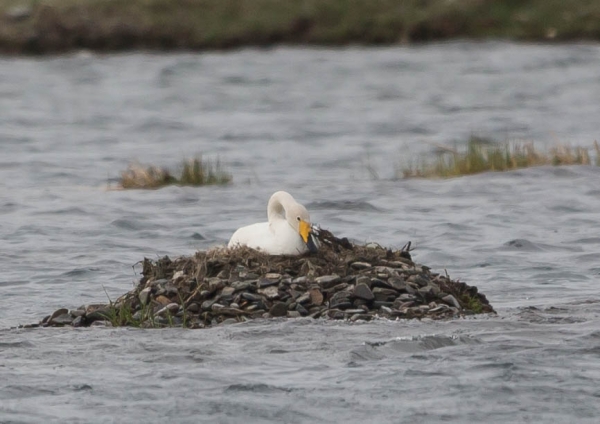 オオハクチョウ12