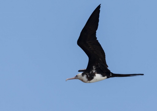 オオグンカンドリ8