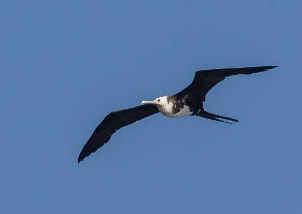 オオグンカンドリ10