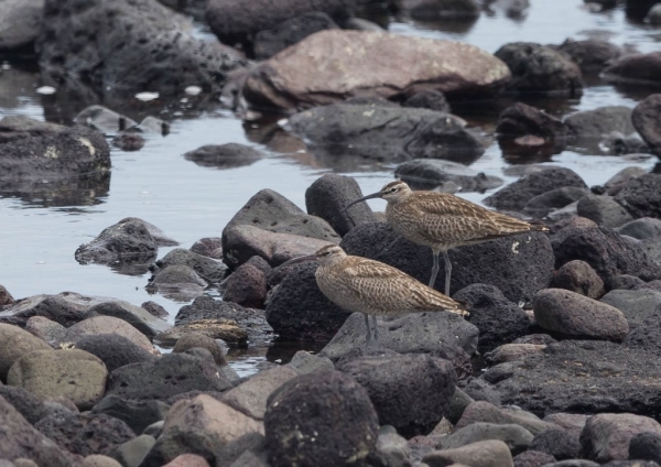 チュウシャクシギ1