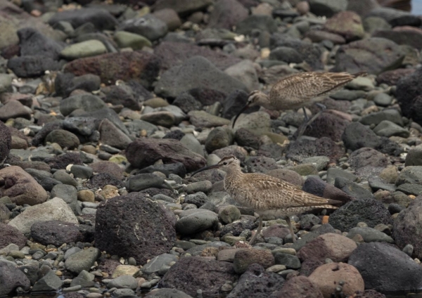 チュウシャクシギ4