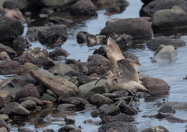 チュウシャクシギ6