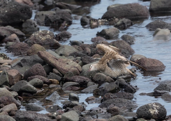 チュウシャクシギ7