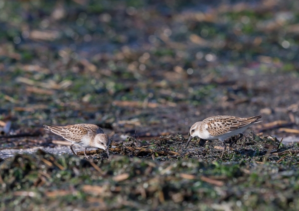 ヨーロッパトウネン4