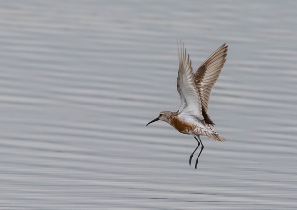 サルハマシギ26