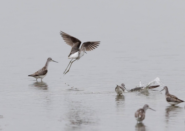 コアオアシシギ5