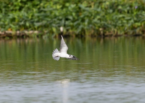 ハジロクロハラアジサシ5