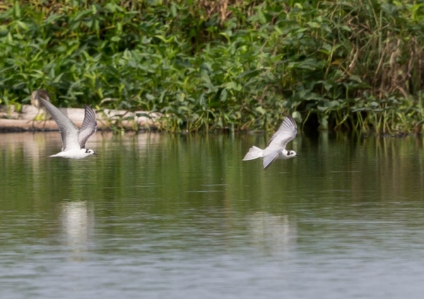 ハジロクロハラアジサシ7