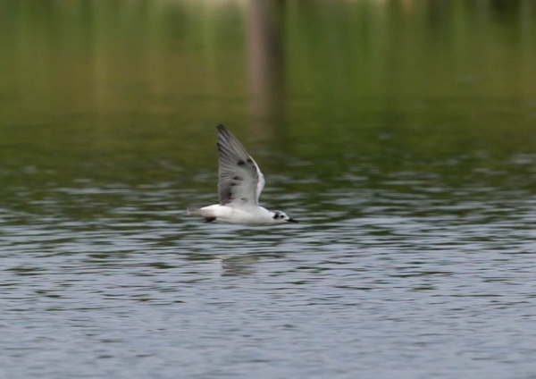 ハジロクロハラアジサシ9