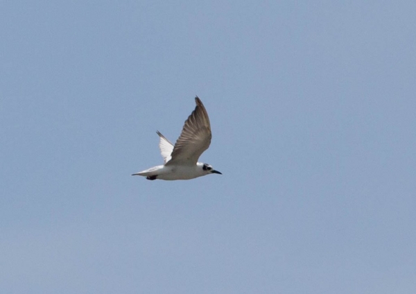 ハジロクロハラアジサシ25