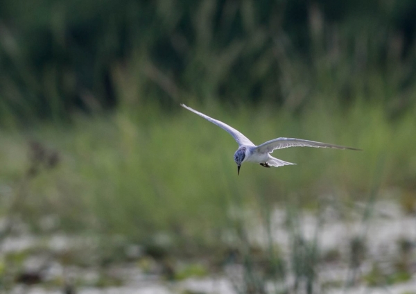 クロハラアジサシ8