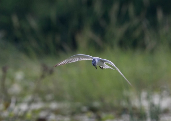 クロハラアジサシ9