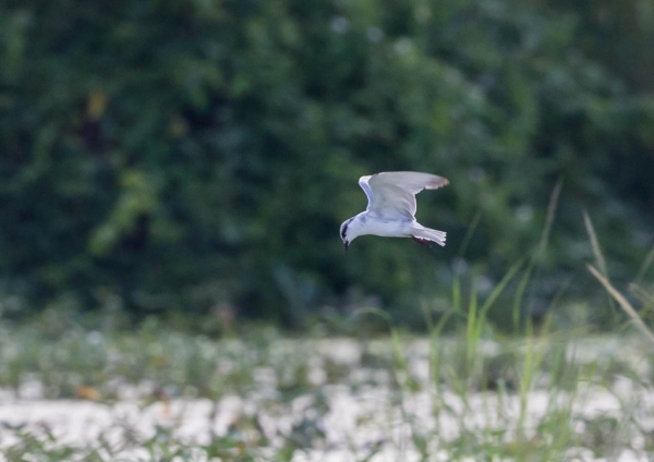 クロハラアジサシ10