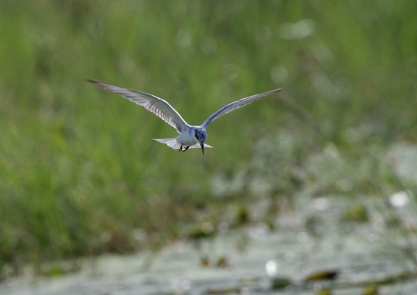 クロハラアジサシ12