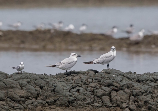 ハシブトアジサシ2