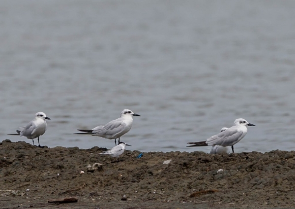 ハシブトアジサシ5