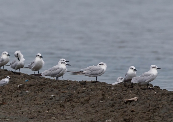 ハシブトアジサシ8