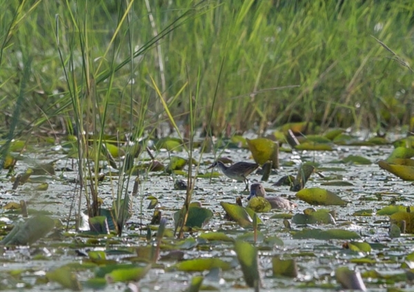 マミジロクイナ4