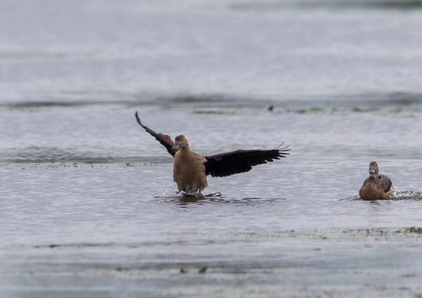 リュウキュウガモ5