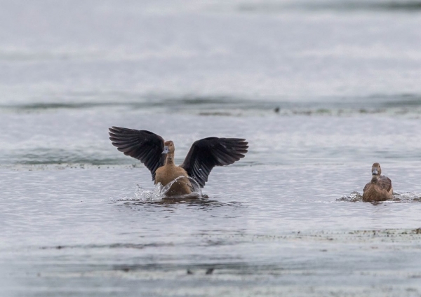 リュウキュウガモ6