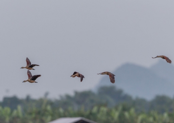 リュウキュウガモ8