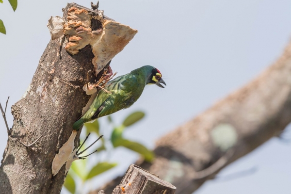 ムネアカゴシキドリ7