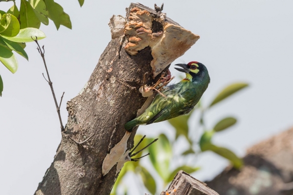 ムネアカゴシキドリ8