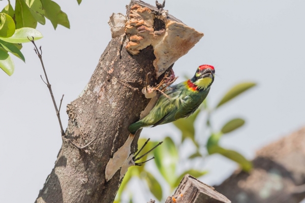 ムネアカゴシキドリ10