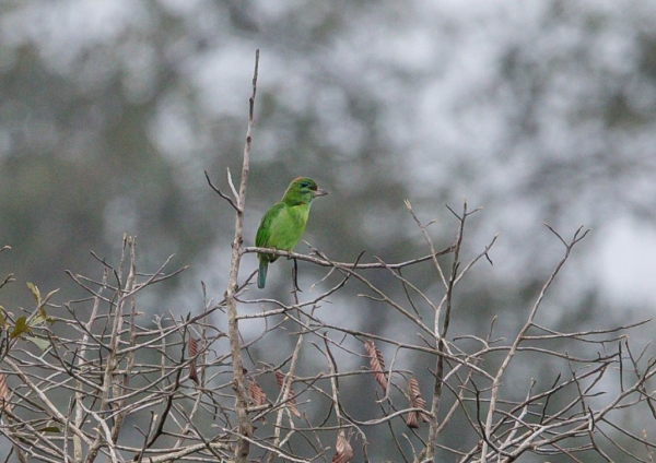 クロヒゲゴシキドリ3