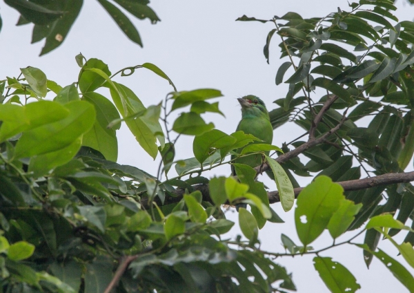 クロヒゲゴシキドリ5