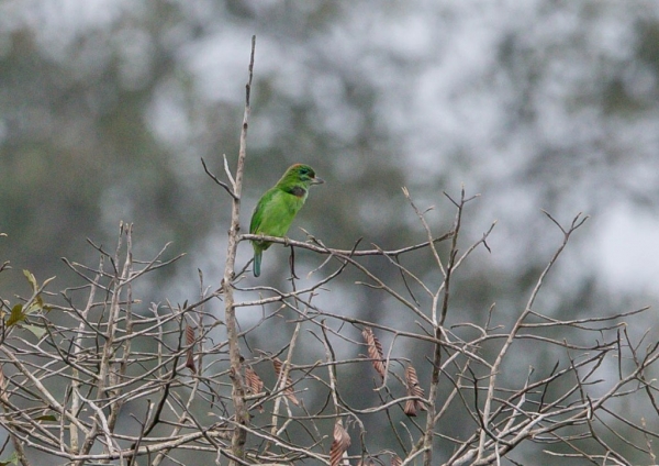 クロヒゲゴシキドリ2