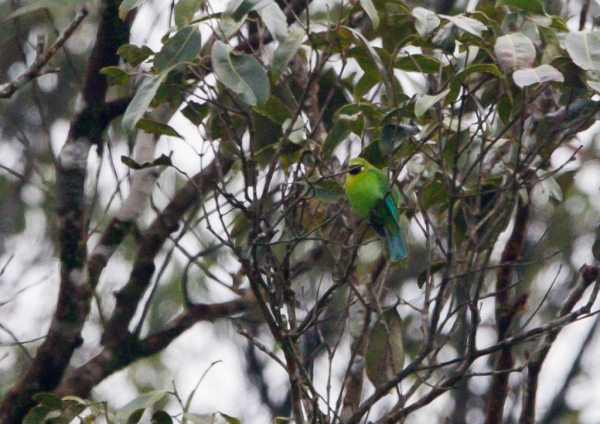 アオバネコノハドリ3