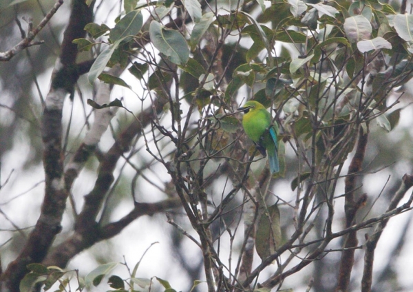 アオバネコノハドリ2