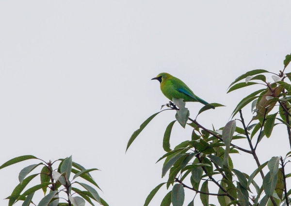 アオバネコノハドリ4