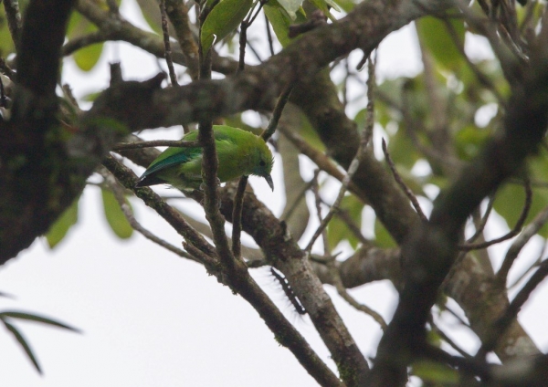 アオバネコノハドリ6
