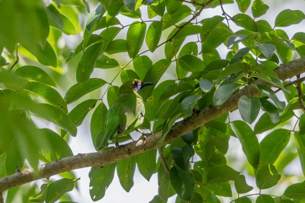 キビタイコノハドリ1