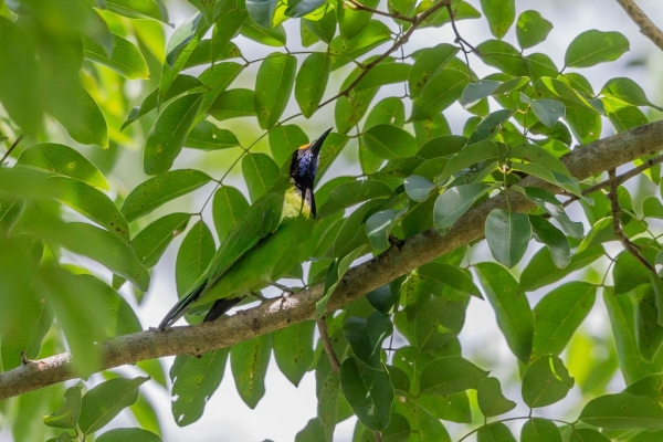 キビタイコノハドリ2