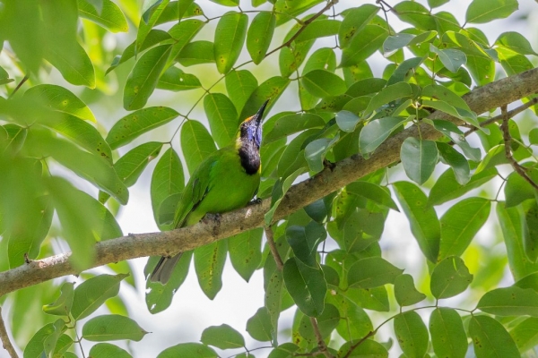 キビタイコノハドリ3