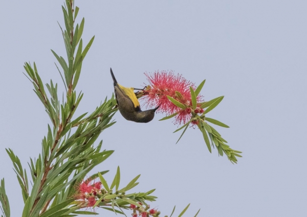 キバラタイヨウチョウ2