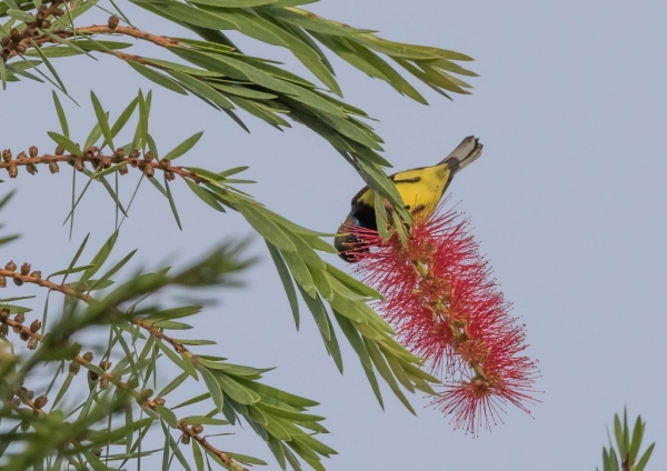 キバラタイヨウチョウ7